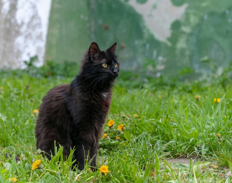 York chocolate cat backyard