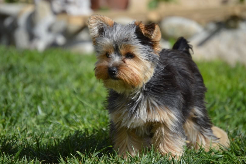 Yorkie dog in grass
