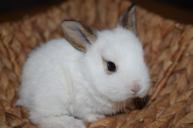 Young Bunny