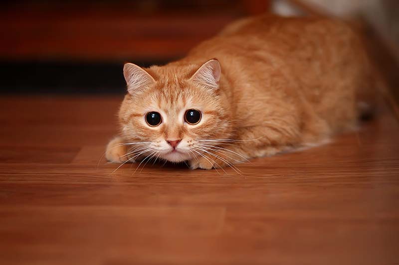 Young cat looking surprised and scared