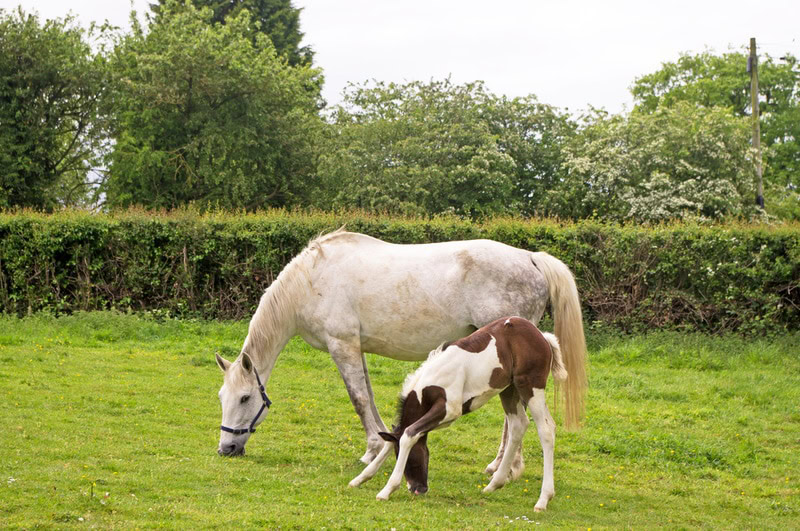 Young horse with wobbly legs