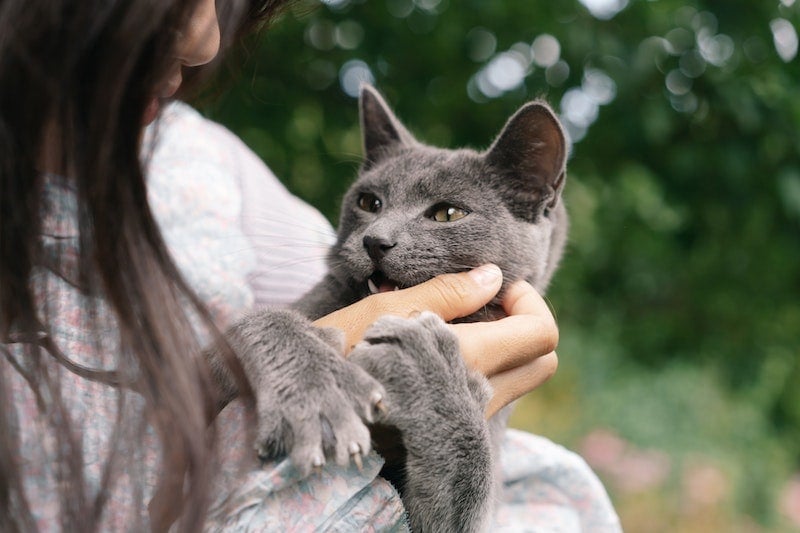 young lady scracthing cats chin