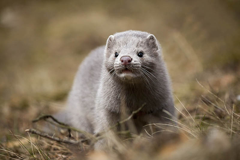 Young mink in the wood in autumn