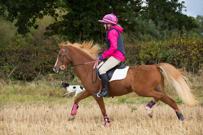 Young rider and her beautiful chestnut pony