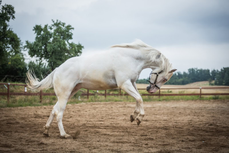 Young white Apaloosa horse galloping playfully