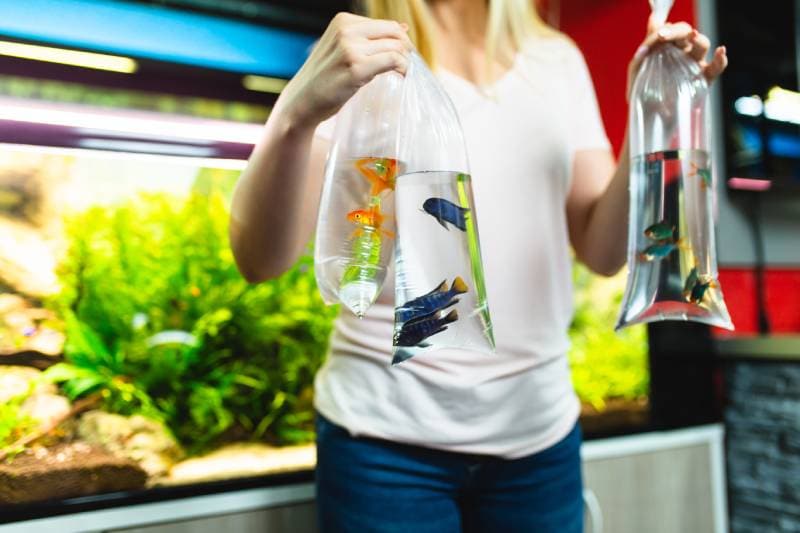 Young woman buying fishes in a fish shop