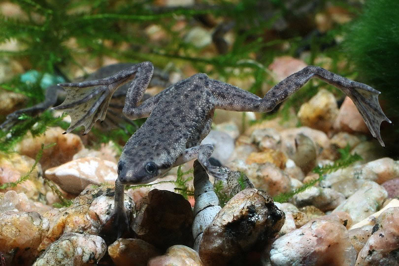 Zaire Dwarf Clawed Frog_Dan Olsen_shutterstock