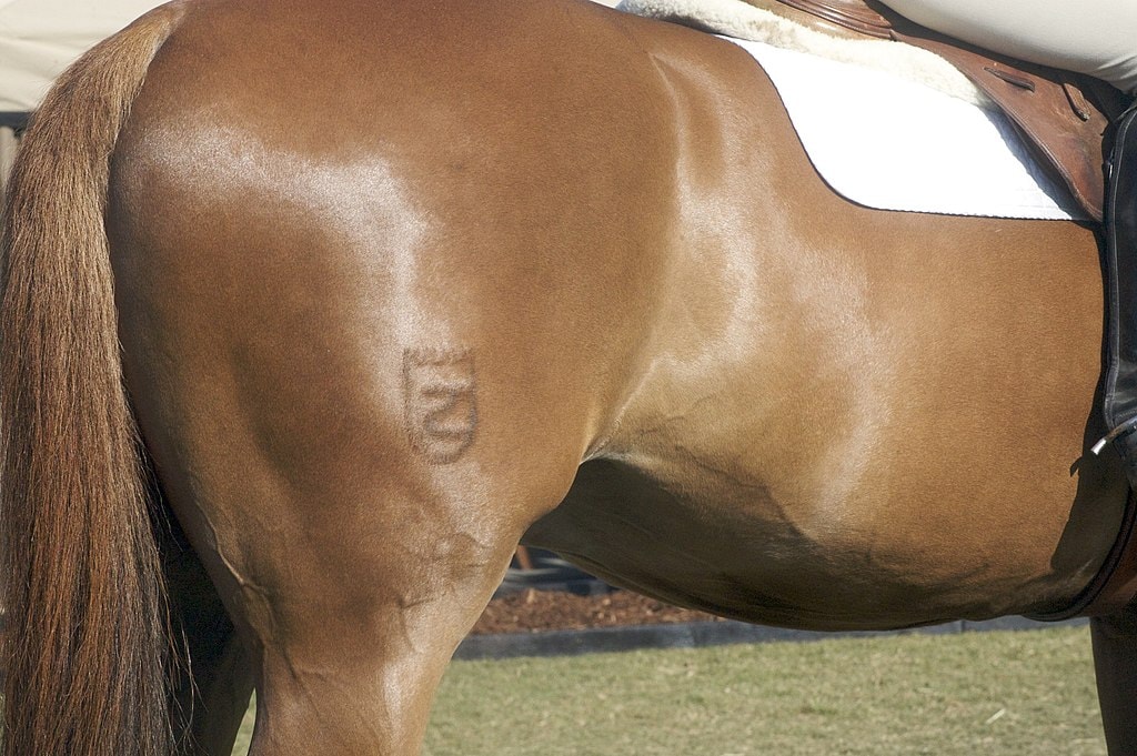 Zangersheide brand