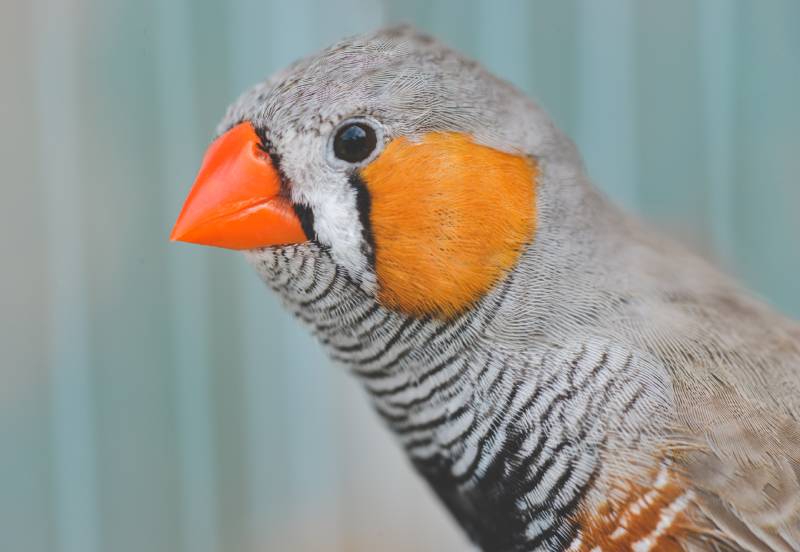 Zebra finch bird closeup with indoor background