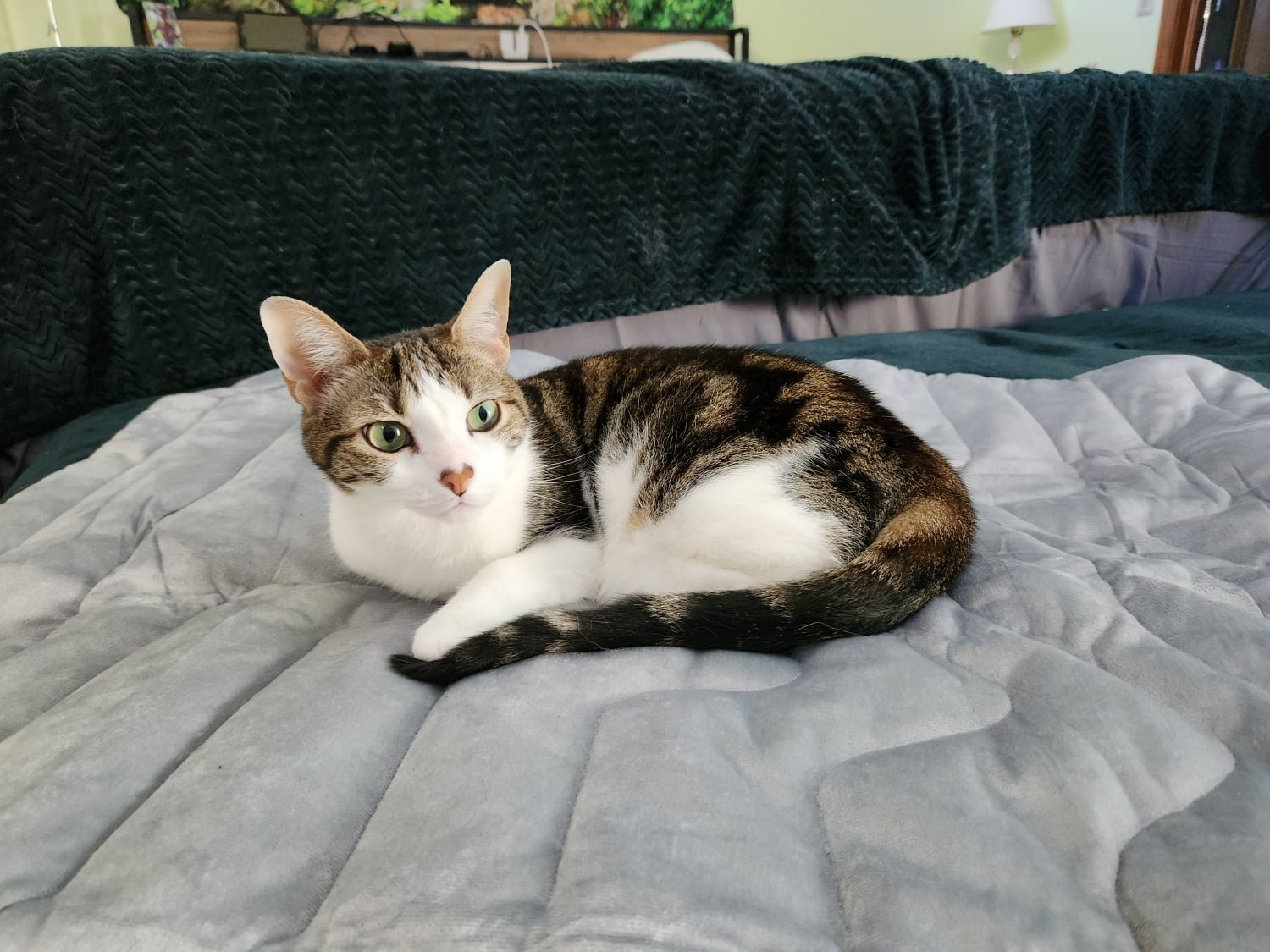 Zonli Pet Cooling Mat - cat lying on the product