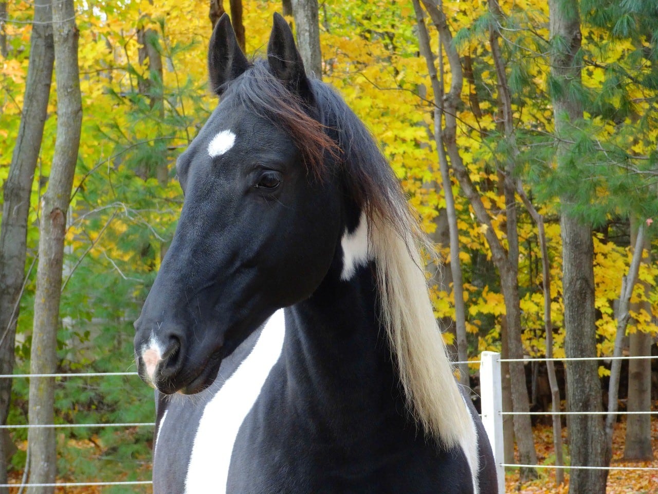 a Friesian Horse