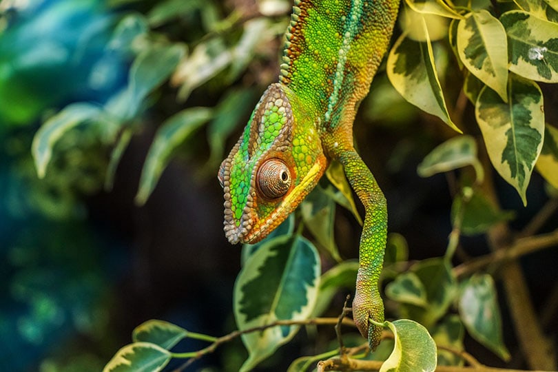a Panther Chameleon climbing down