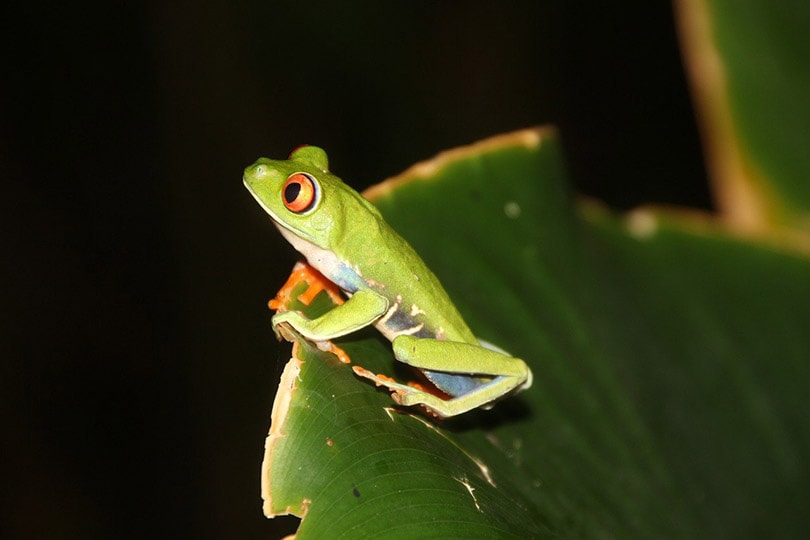 a Red-Eyed Tree Frog on a leaf