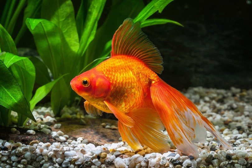 Goldfish
