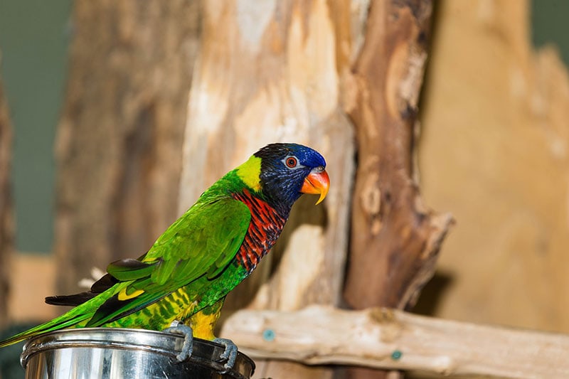 a green-naped lorikeet bird perching on feeding bowl