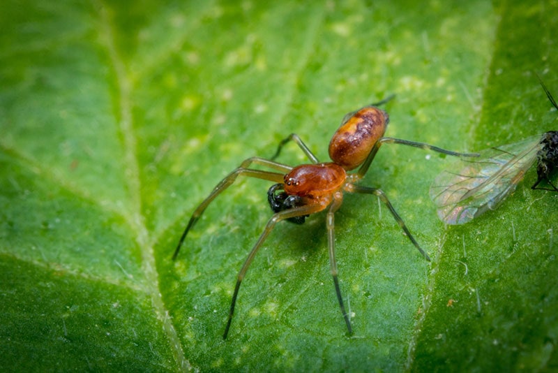a baby wolf spider on a green leaf eatin an insect