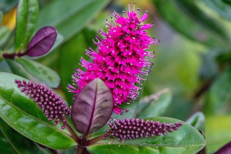 a beautiful hebe flower
