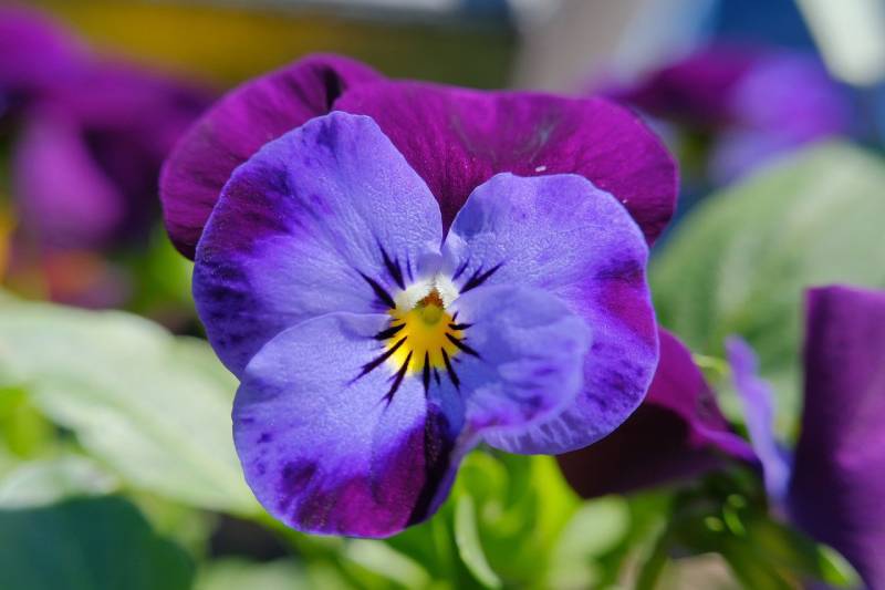 a beautiful pansy flower