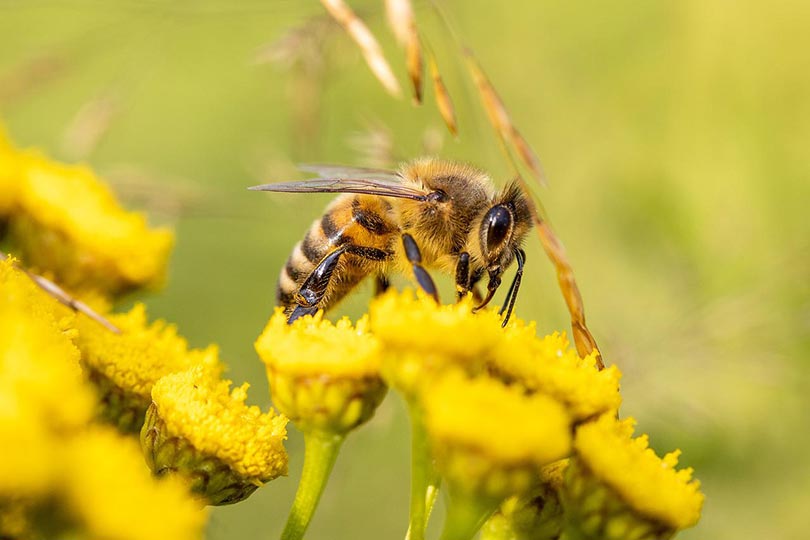 a bee on a yellow flower