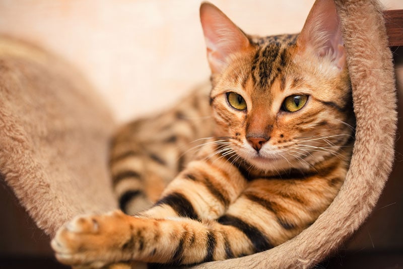 a bengal cat on a cat tree