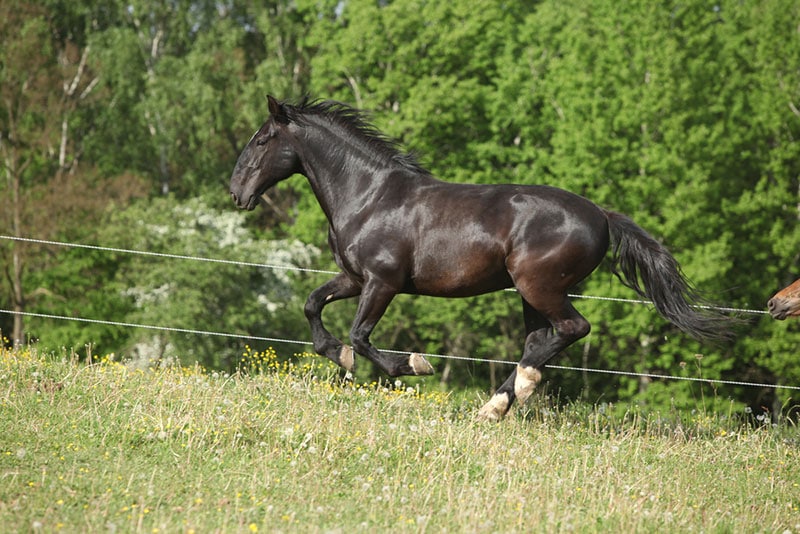 a black kladruber horse running in the hill