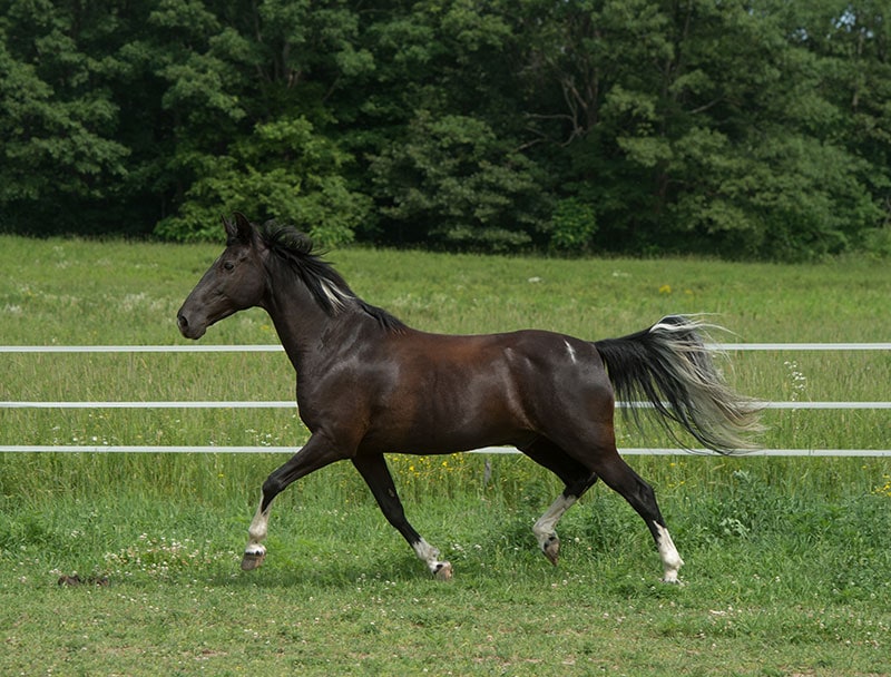 a black tennessee walker horse running free in field