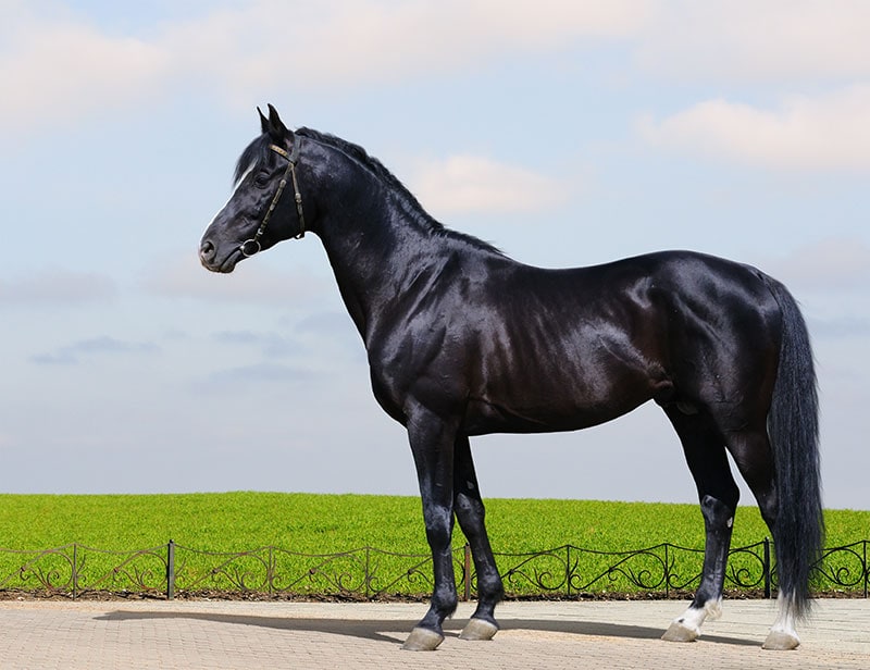 a black trakehner horse on the road