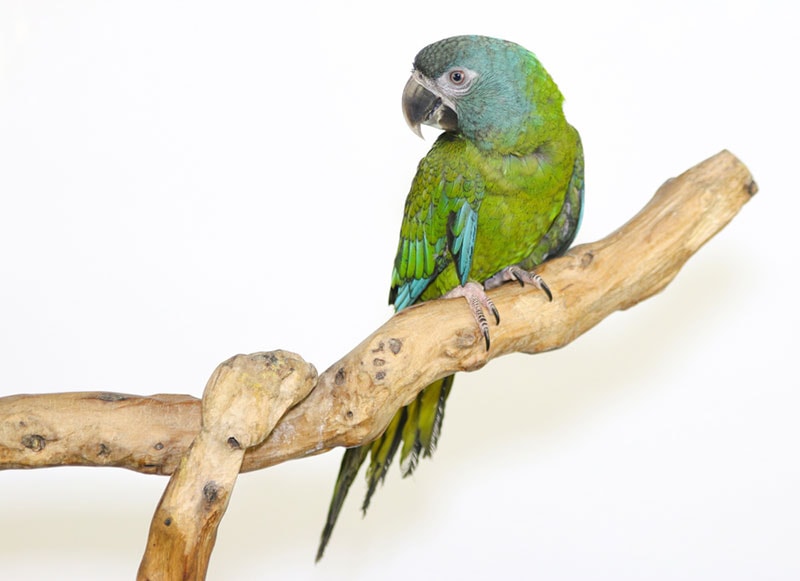 a blue-headed macaw bird perching on a branch