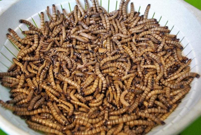 mealworms_Pixabay