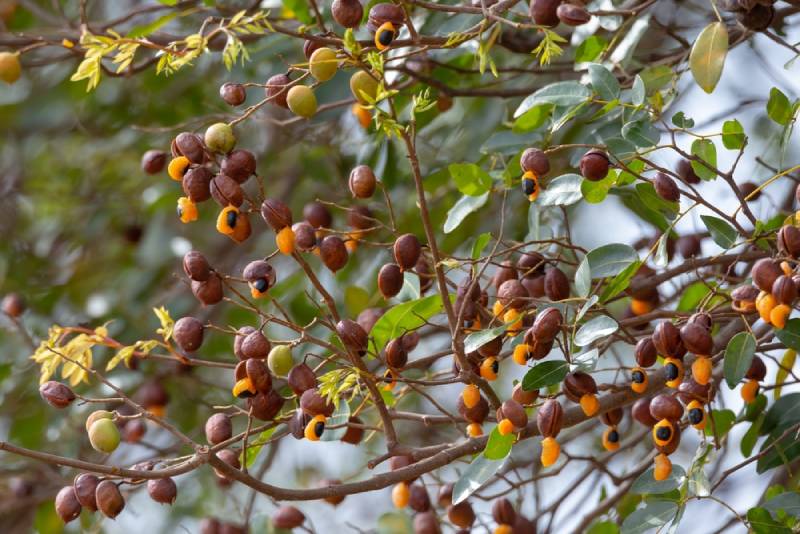 a branch of copaiba