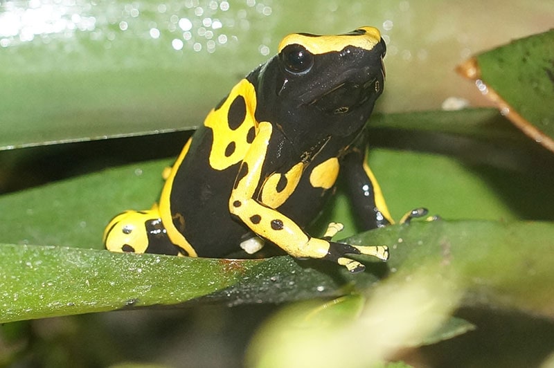 a bumblebee poison dart frog on a leaf