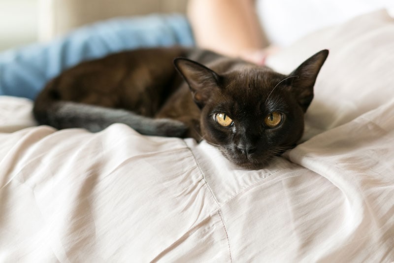 a burmese cat lying on bed