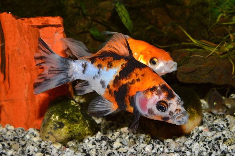a calico wakin goldfish in an aquarium