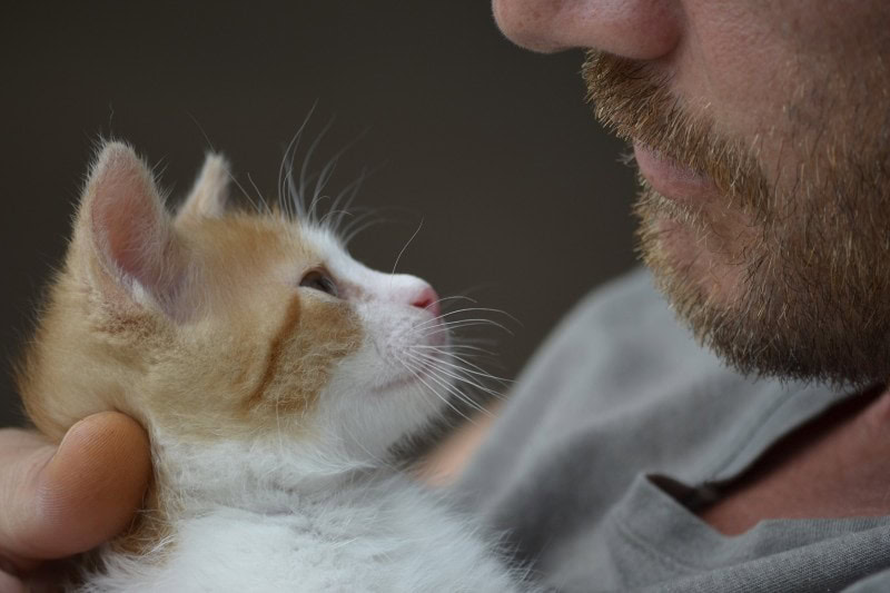 a cat looking at the man