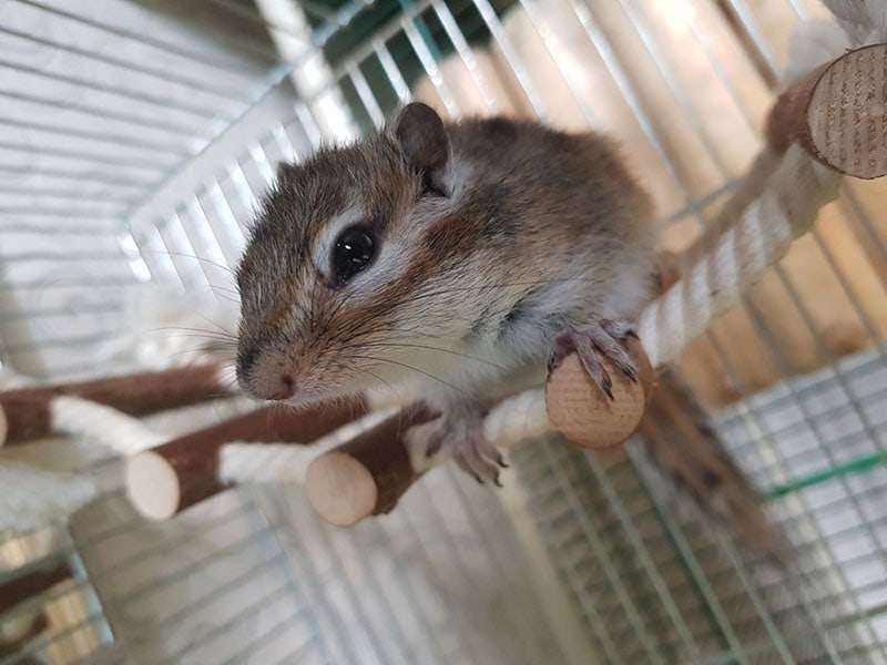 a chipmunk on a rope ladder in a cage