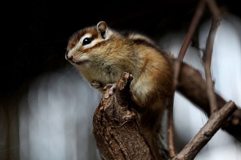 a chipmunk on tree branch
