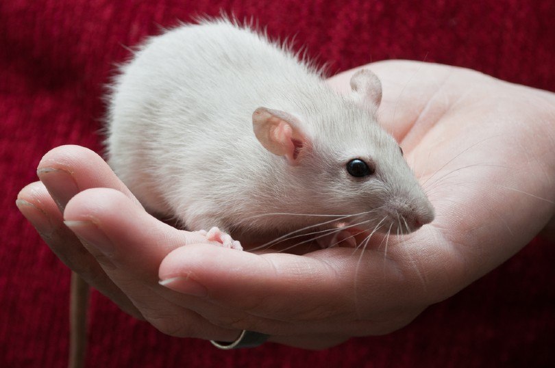 a cinammon pearl rat