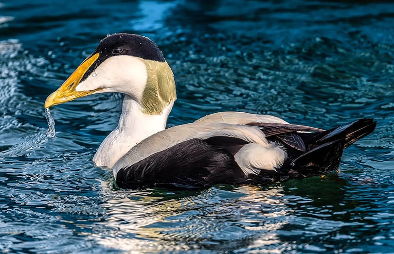 a close up of a Common Eider duck in an open water