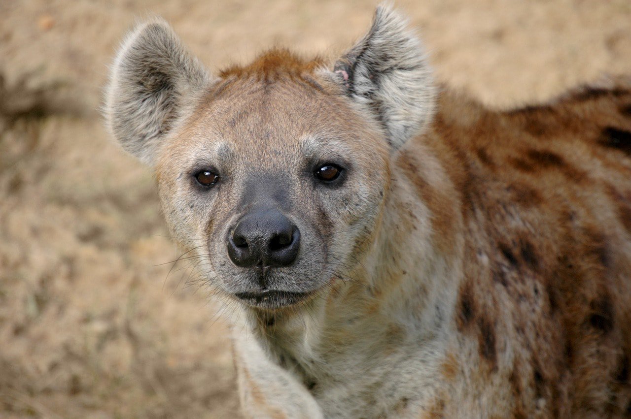 a closeup of hyena