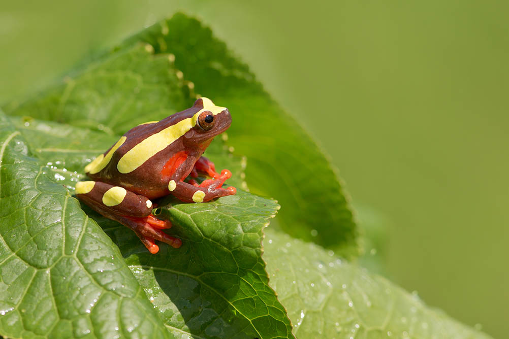 a Clown tree frog