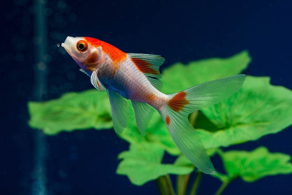 a Comet Goldfish in the aquarium