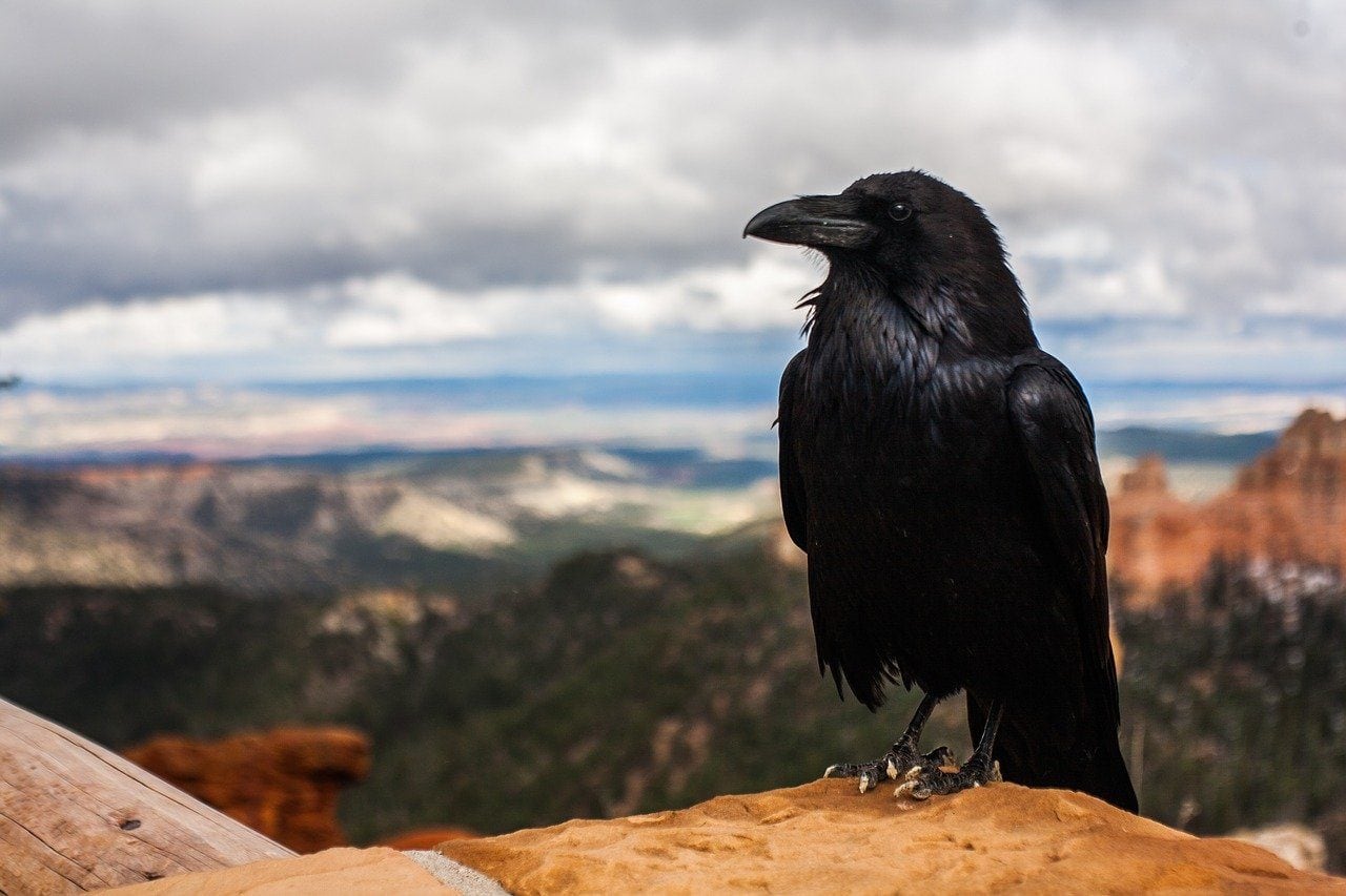a crow