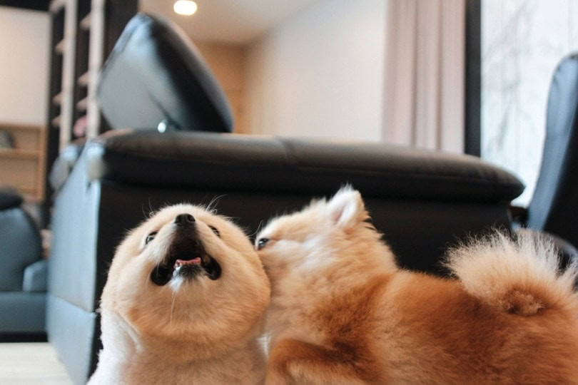 a-dog-licking-another-dogs-ear