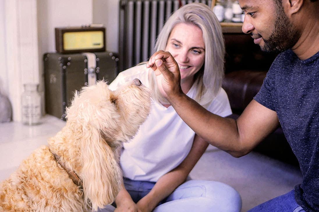 a dog with owner and pet sitter
