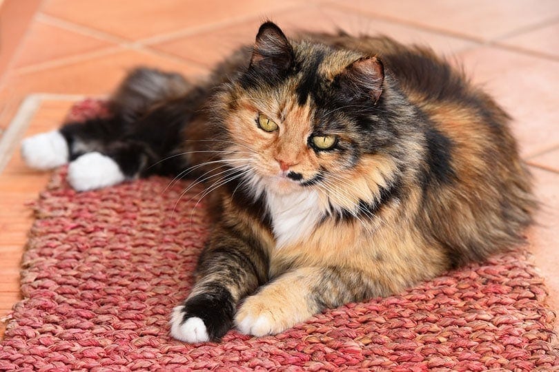a domestic long hair cat lying on rug at home