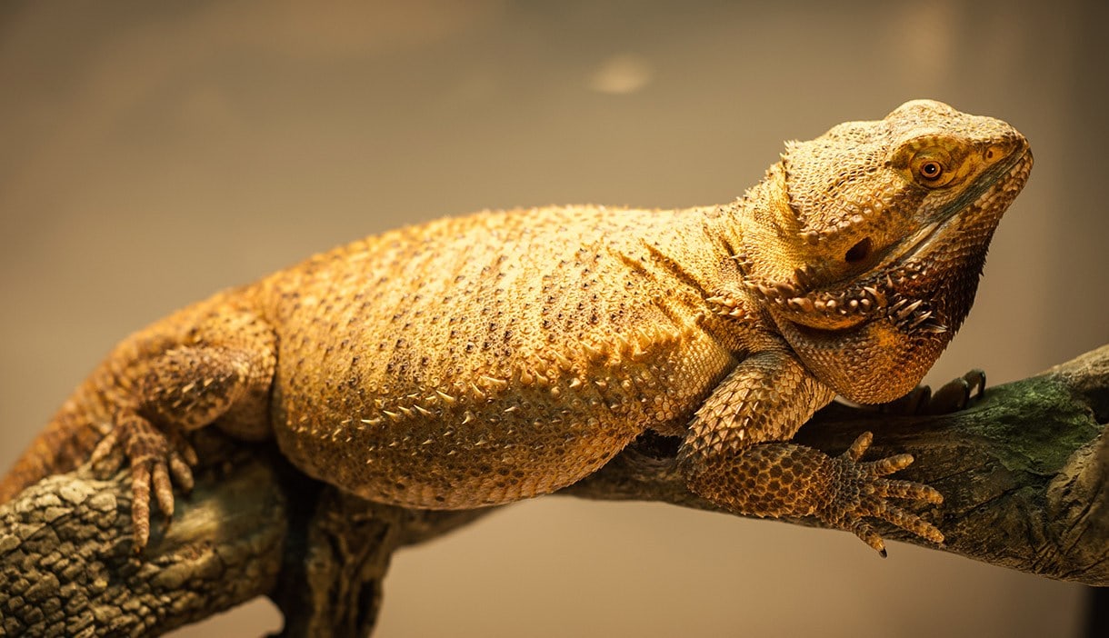 a german giant bearded dragon