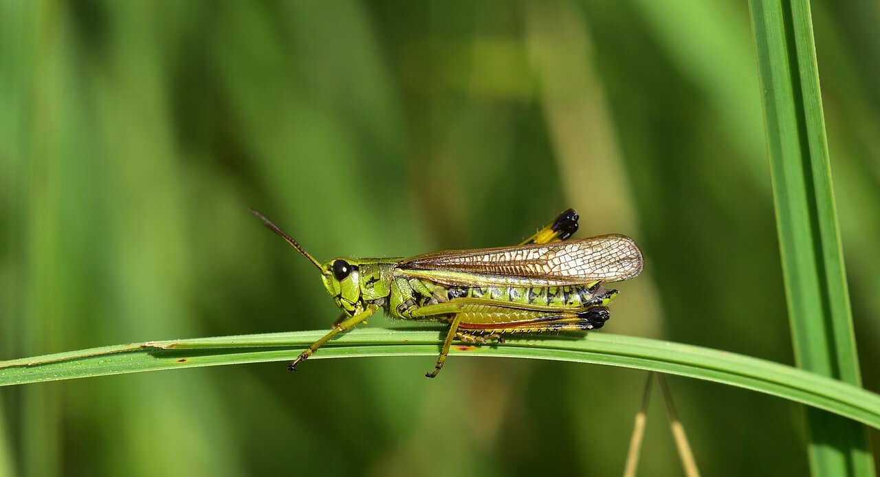 a grasshopper