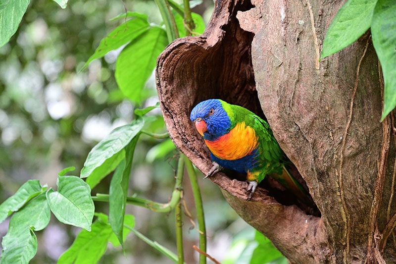a green-naped lorikeet bird perching on tree cavity