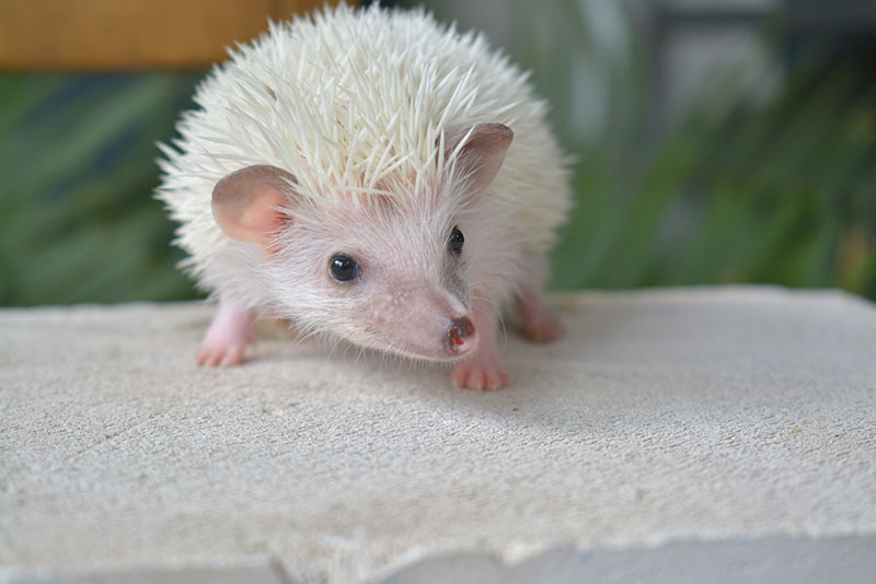 a hedgehog on concrete surface