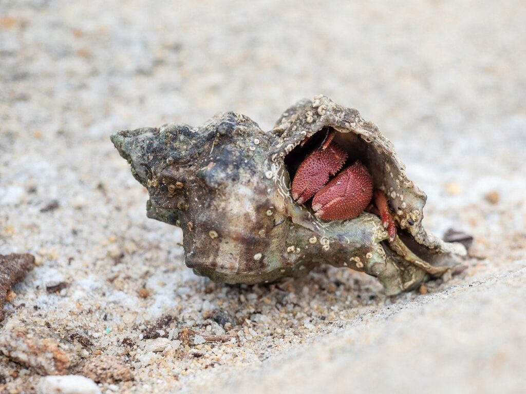 a hermit crab sleeping